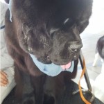 Terranova Team Irpinia Montorese