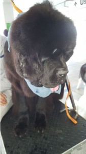 Terranova Team Irpinia Montorese