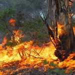 boschi_incendi