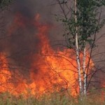 bosco fiamme
