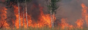 bosco fiamme