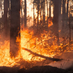 Big forest fire in pine stand