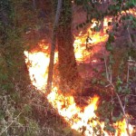 incendio-bosco