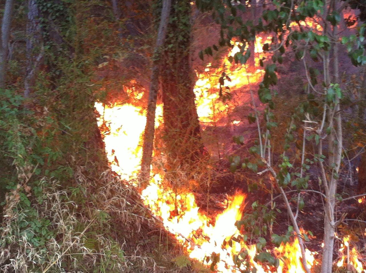 incendio-bosco