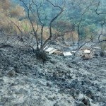 strage api vesuvio (3)