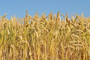 grano-frumento-by-hachri-fotolia-750