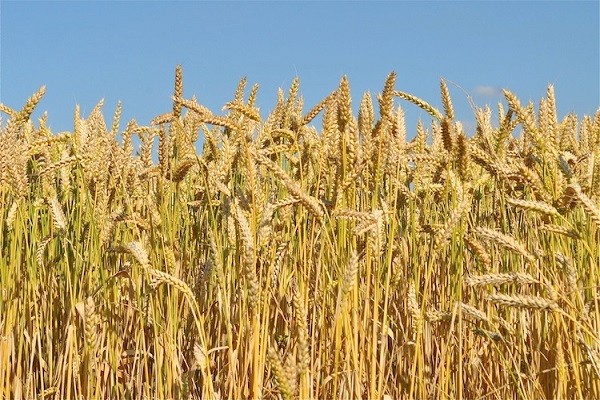 grano-frumento-by-hachri-fotolia-750