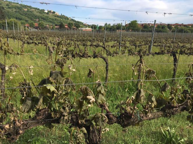 gravi-danni-ai-vigneti-a-coccaglio-3bmeteo-77910