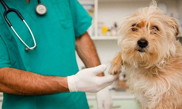 21042017_veterinario_03