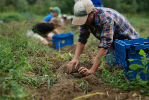 assunzioni-lavoratori-agricoli