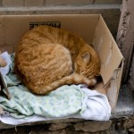 gatti-abbandonati-roma-adozione-famiglie-sfrattati-borgo-del-poggio-3-640x426
