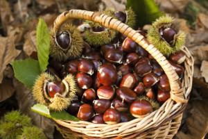 CASTAGNE-COP