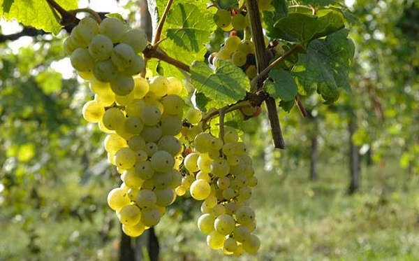 greco-di-tufo-01-690x430