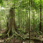 foresta