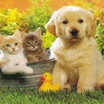 giornata-degli-animali