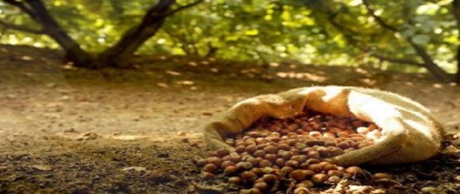 1416925742710.jpg-_l_olanda_non_usi_la_denominazione__nocciola_romana__-300x200
