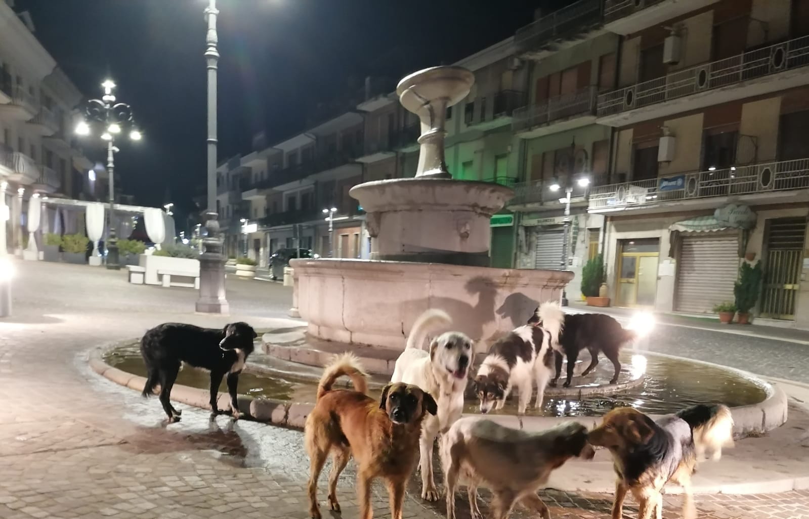 Cani_fontana