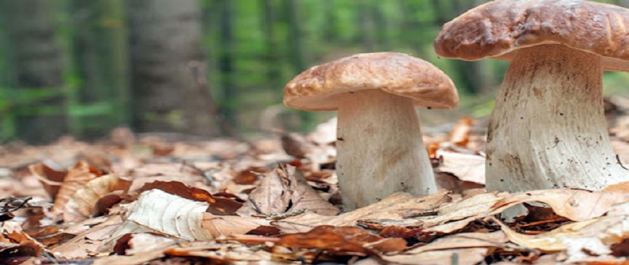 porcini