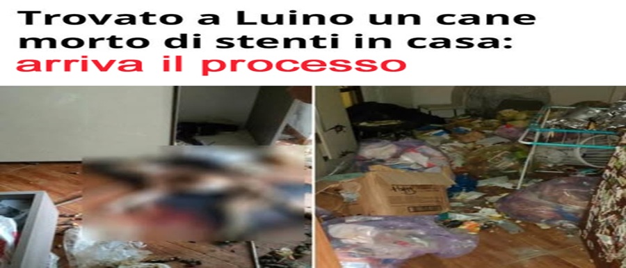 CS_Luino_Cane_Morto_e_Abbandonato