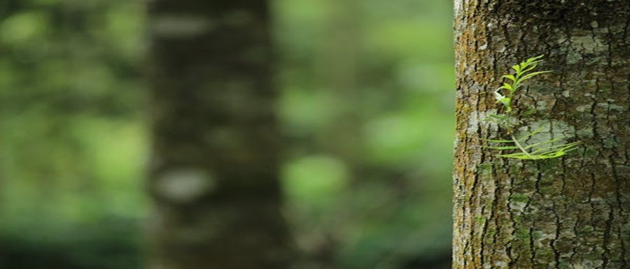 pexels-photo-1250260