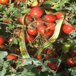 Pomodoro da industria-2