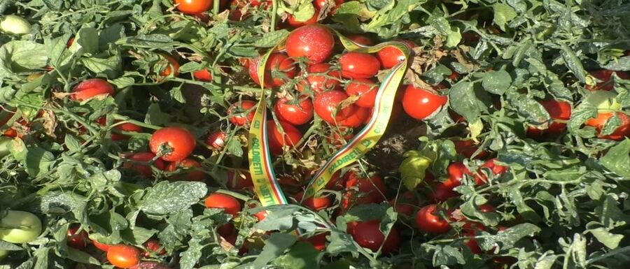 Pomodoro da industria-2