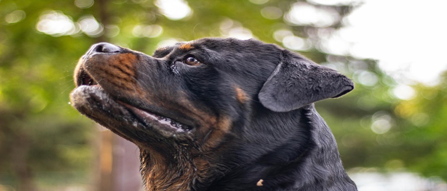 pexels-maeo-2685231