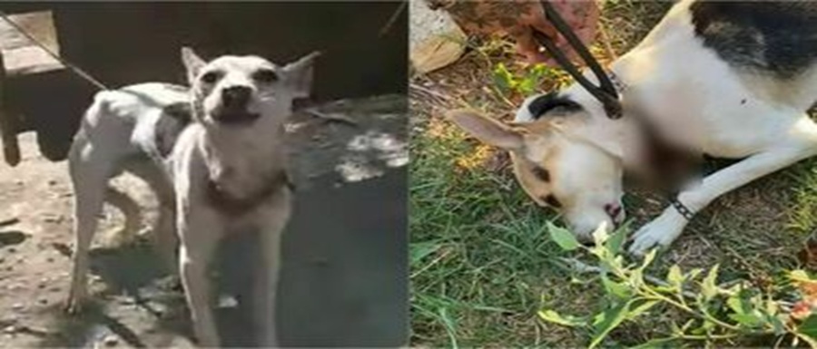 cane giugliano