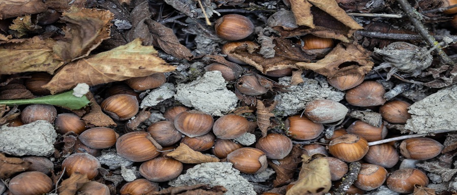nocciole-31