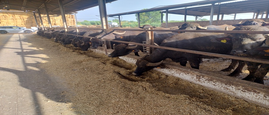 Bufala Mediterranea (1)