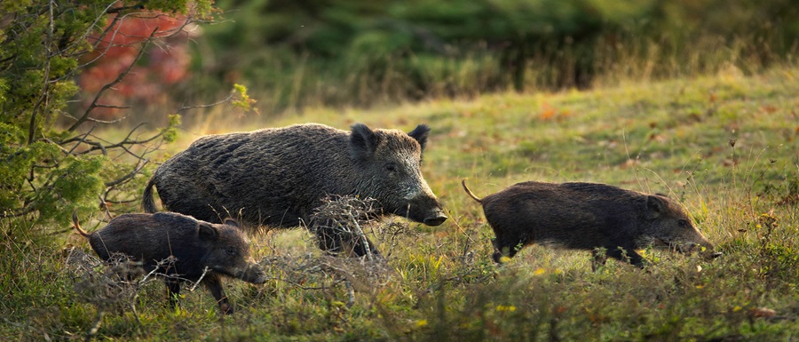 quale-cinghiale-in-italia_0