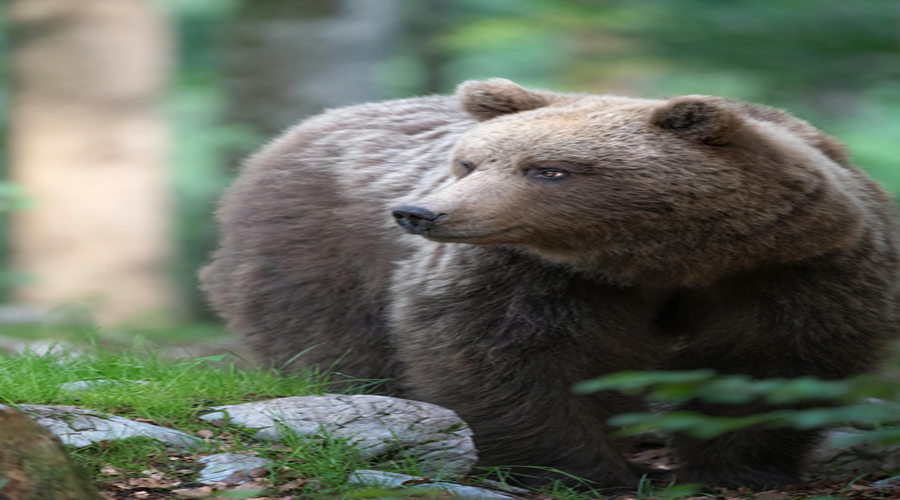 pexels-gabriele-brancati-32566116-33163914