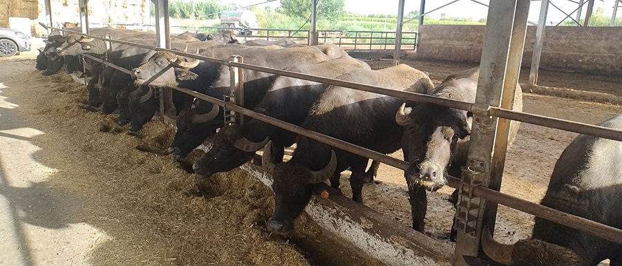 Bufala Mediterranea (10)