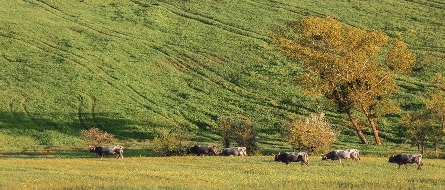 Almera (37)